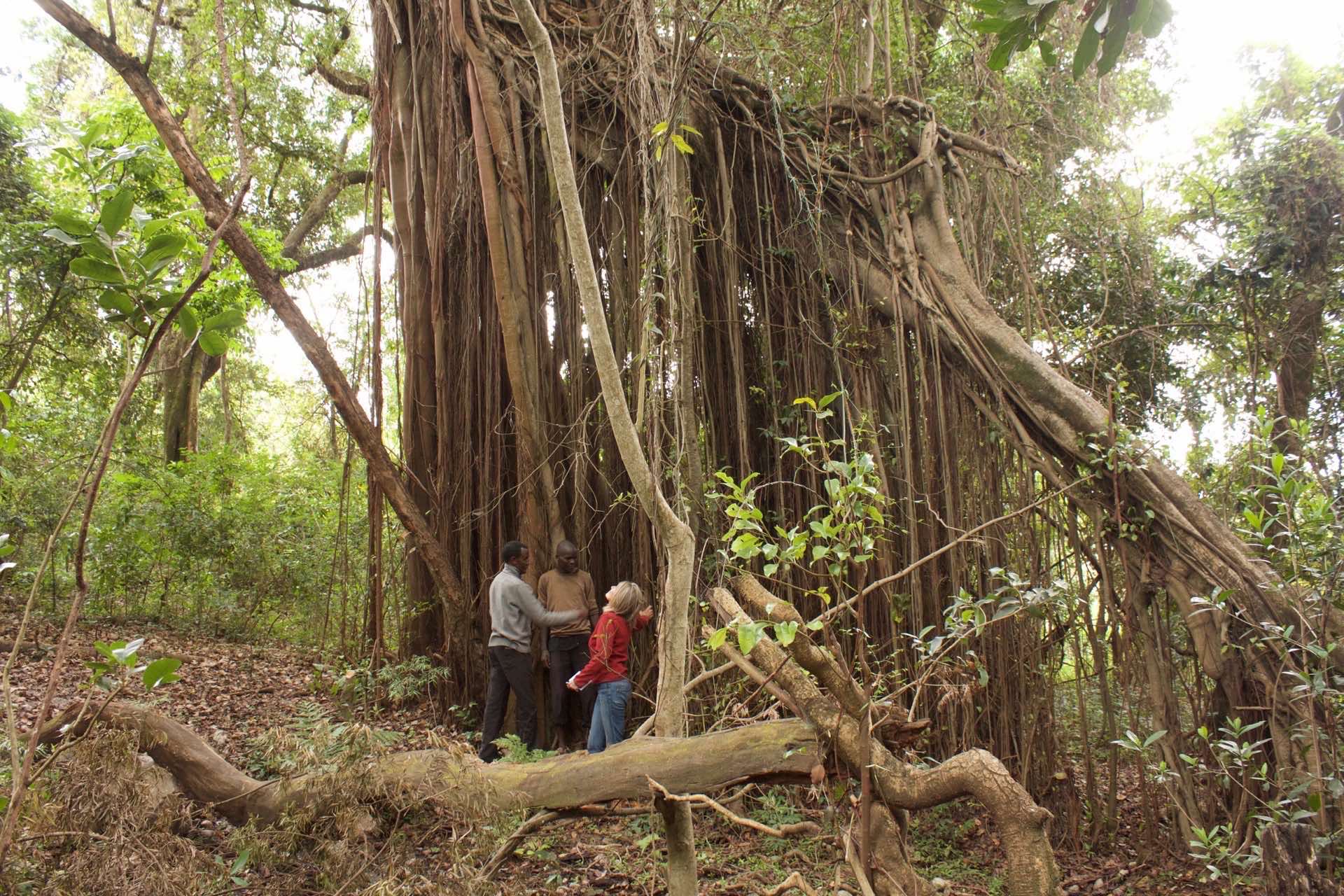 Oreteti tree with the nature & savoirs team